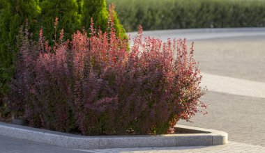 Kızamık sonbahar bush kırmızı yaprakları ile yakın çekim