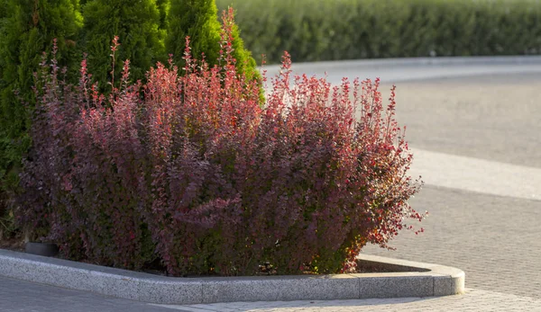 Crespino Cespuglio Autunno Con Foglie Rosse Vicino — Foto Stock