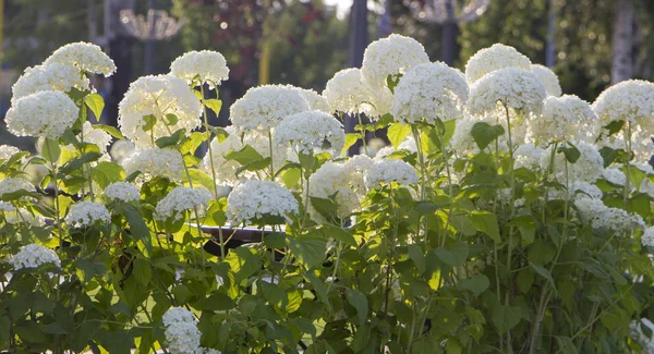 Hortensia Träd Vit Buske Som Blommar Grön Bakgrund — Stockfoto