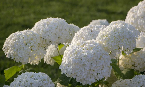 Hortensia Boom Witte Bush Bloei Een Groene Achtergrond — Stockfoto