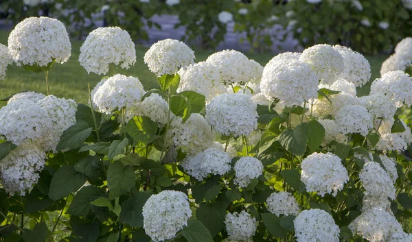 Hortensia Boom Witte Bush Bloei Een Groene Achtergrond — Stockfoto