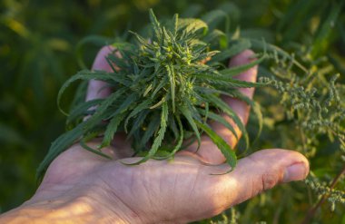 Esrar elinde yeşil güzel şube yakın çekim