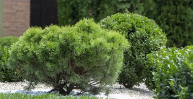 Cultivar dwarf mountain pine Pinus mugo var. pumilio in the rocky garden close up clipart