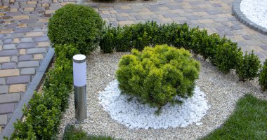 Tarõmõn cüce dağ çam Pinus mugo var. pumilio kayalık Bahçe yakın çekim