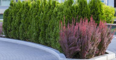 Yeşil çit Mazı Ağaçlar, Doğa, arka plan mavi gökyüzü arka planı.