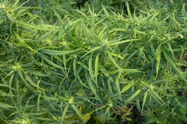 Cespuglio Marijuana Con Rami Forti Cui Maturano Semi Vicino — Foto Stock