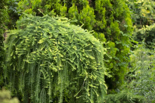 Lamenting Larch Stump Wooden Fence Close — Stock Photo, Image