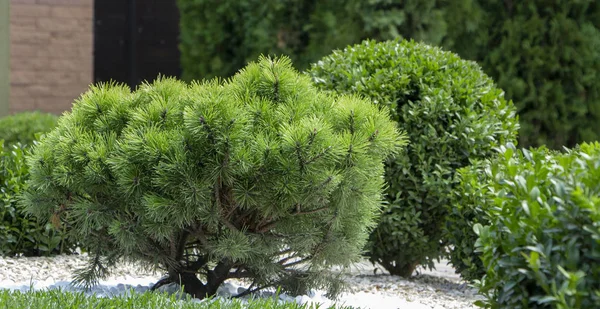 Cultivar Enano Pino Montaña Pinus Mugo Var Pumilio Jardín Rocoso —  Fotos de Stock