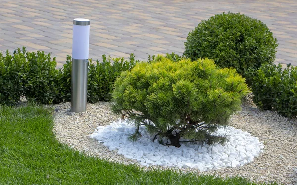 Cultivar Dwarf Mountain Pine Pinus Mugo Var Pumilio Rocky Garden — Stock Photo, Image