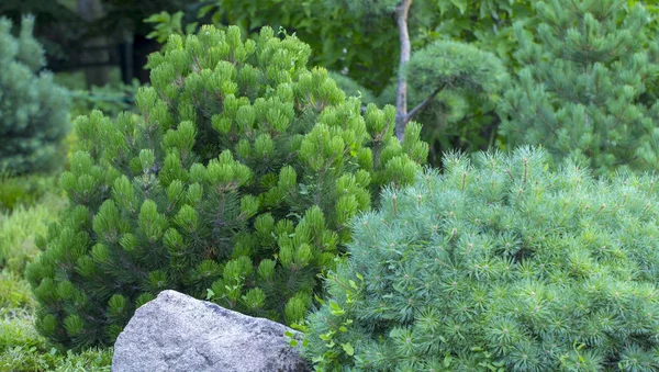 Cultivar Dwarf Mountain Pine Pinus Mugo Var Pumilio Rocky Garden — Stock Photo, Image