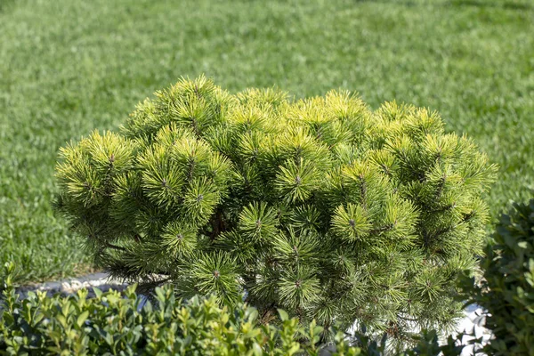 Cultivar Pino Nano Pinus Mugo Var Pumilio Nel Giardino Roccioso — Foto Stock