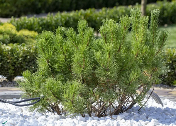 난쟁이 소나무 Pinus Mugo Var Pumilio 정원에서 가까이 — 스톡 사진