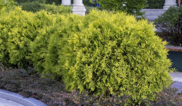 Dwarfish 측백나무입니다 디자인 그리고 정원에서 — 스톡 사진