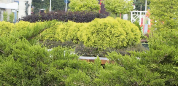 Államférfiaink Gömb Tuja Alacsony Termesztett Virágában Kerttervezés Különösen Japán Kertek — Stock Fotó
