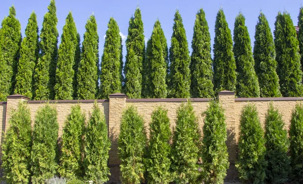 Grön Häck Thuja Träd Natur Bakgrund Mot Bakgrund Den Blå — Stockfoto