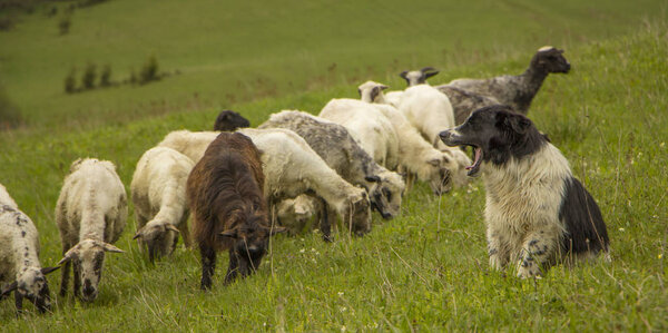 Nature landscape with flock of sheep Grazing goats on the mountainside