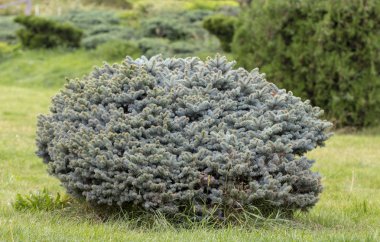 Cultivar cüce dağ çamı Pinus mugo var. Kayalık bahçedeki pumilio