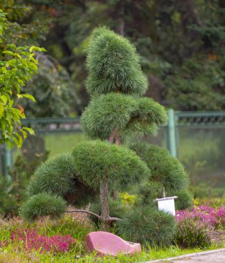 Tarõmõn cüce dağ çam Pinus mugo var. pumilio kayalık Bahçe yakın çekim