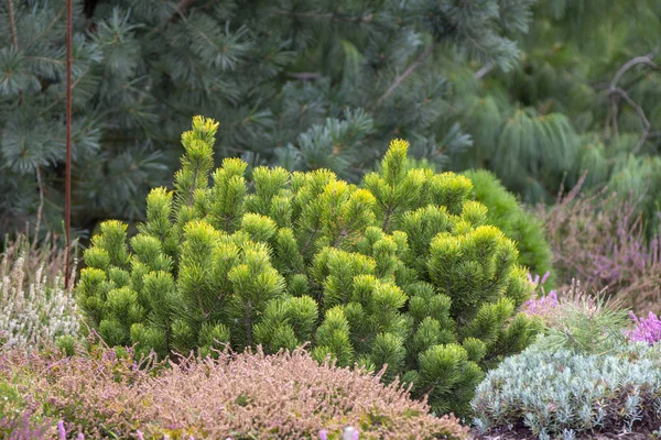 작은 소나무 인 Pinus mugo var 를 배양 한다. 바위가 많은 정원에 있는 퓨리 오 — 스톡 사진