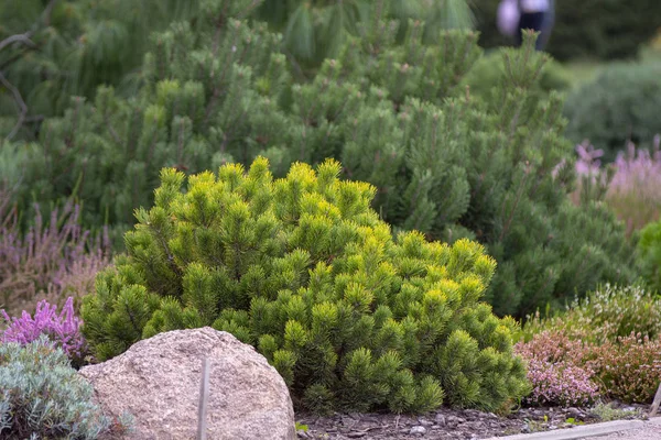 Cultivar dwarf mountain pine Pinus mugo var. pumilio in the rocky garden — Stock Photo, Image