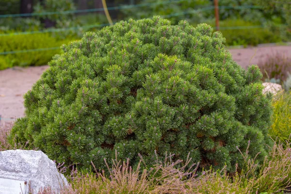 Cultivar dwarf mountain pine Pinus mugo var. pumilio in the rocky garden — Stock Photo, Image
