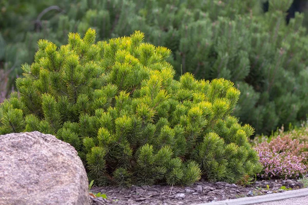 Sorte Latschenkiefer Pinus mugo var. pumilio im felsigen Garten — Stockfoto