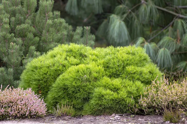Cultivar карликовая гора сосна Pinus mugo var. pumilio в скальном саду — стоковое фото