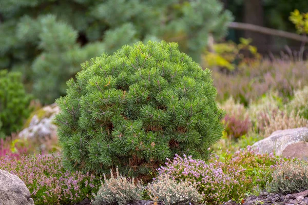 난쟁이 소나무 Pinus Mugo Var Pumilio 정원에서 가까이 — 스톡 사진