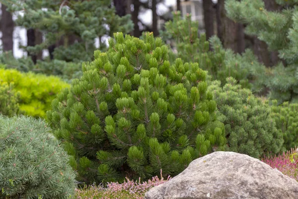 Cultivar Dwarf Mountain Pine Pinus Mugo Var Pumilio Rocky Garden — Stock Photo, Image