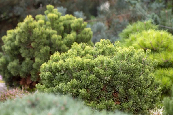 Pin Montagne Nain Pinus Mugo Var Pumilio Dans Jardin Rocheux — Photo