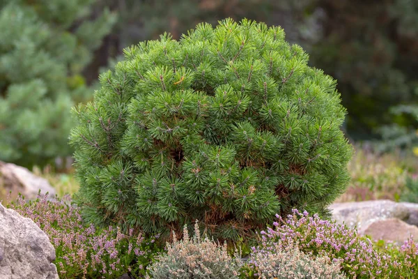 Cultivar Карликовая Гора Сосна Pinus Mugo Var Pumilio Скальном Саду — стоковое фото