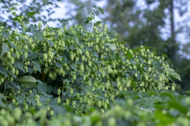 Vahşi atlama çalılıkları. Vahşi sinekler yüksek ağaçları içinde atlama