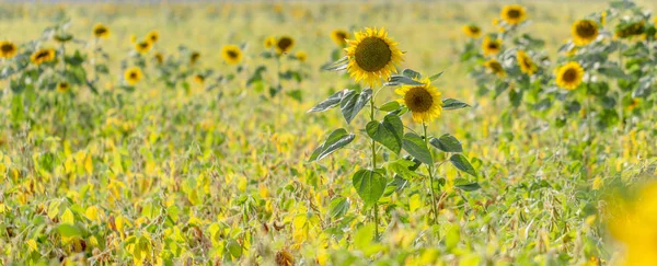 Beautiful large decorative sunflower with big Yellow and red petals.