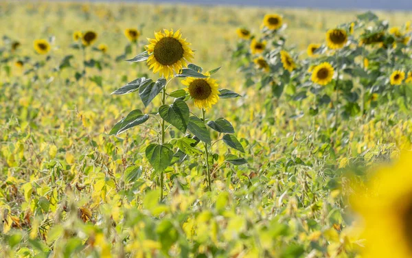 Beautiful large decorative sunflower with big Yellow and red petals.