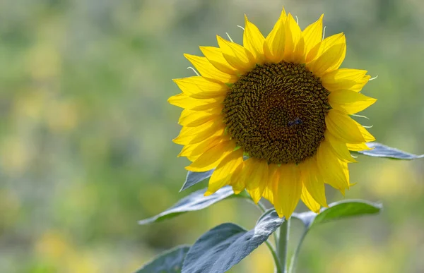 Beautiful large decorative sunflower with big Yellow and red petals.