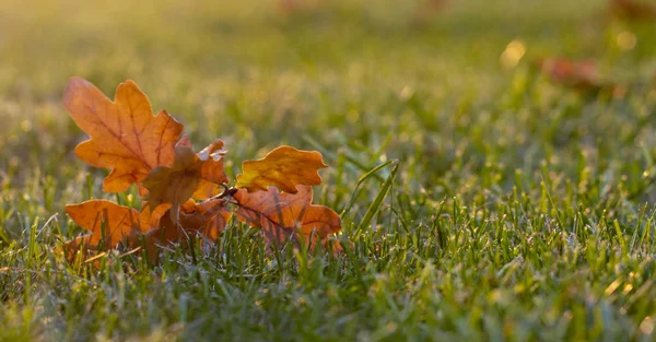 Autumn Leaf Green Grass Macro Close — Stock Photo, Image