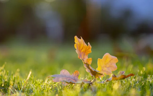 Осінній Лист Зеленій Траві Макро Крупним Планом — стокове фото