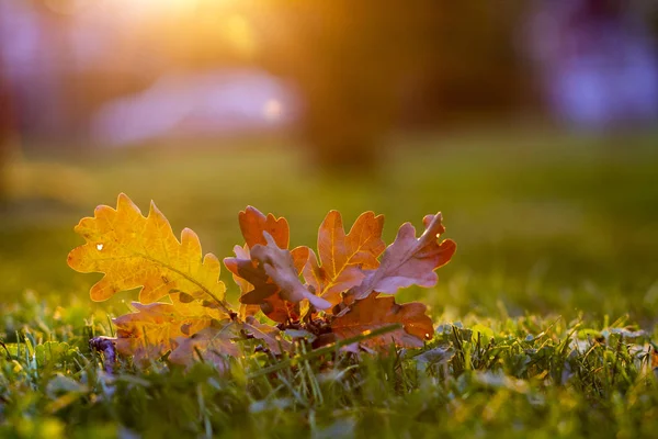 秋の葉緑の草の上では マクロをクローズ アップ — ストック写真