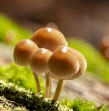 Galerina marginata ölümcül zehirli mantardır. Bacak arasında.