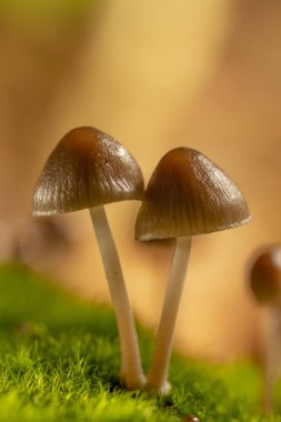Galerina marginata ölümcül zehirli mantardır. Bacak arasında.