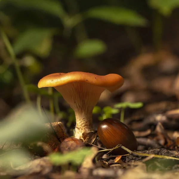 Chanterelle Paddestoel Het Hout Close Waardevolle Eetbare Paddestoel — Stockfoto