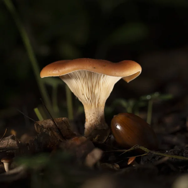 Chanterelle mushroom in the wood, Close-up, valuable edible mushroom