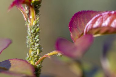 Küçük yaprak biti açık havada yeşil bir yaprak üzerinde