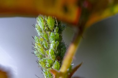 Küçük yaprak biti açık havada yeşil bir yaprak üzerinde