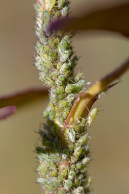 Küçük yaprak biti açık havada yeşil bir yaprak üzerinde