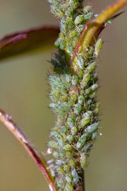Küçük yaprak biti açık havada yeşil bir yaprak üzerinde
