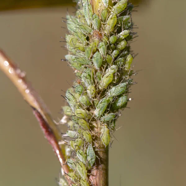 Pequeño Áfido Una Hoja Verde Aire Libre —  Fotos de Stock