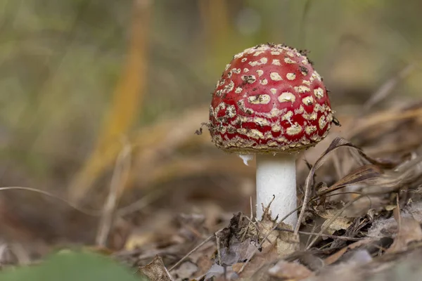 Amanita Muscaria Vliegenzwam Rode Paddestoelen Met Witte Vlekken Gras — Stockfoto