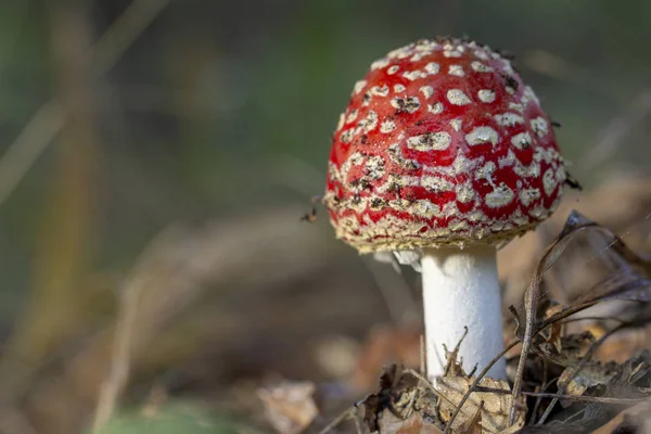 Amanita Muscaria Flugsvamp Röd Svamp Med Vita Fläckar Gräset — Stockfoto