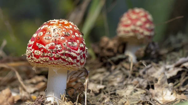 Amanita Muscaria Vliegenzwam Rode Paddestoelen Met Witte Vlekken Gras — Stockfoto